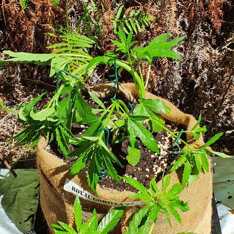 Royal Gorilla Automatic #3 growlog timeline photo