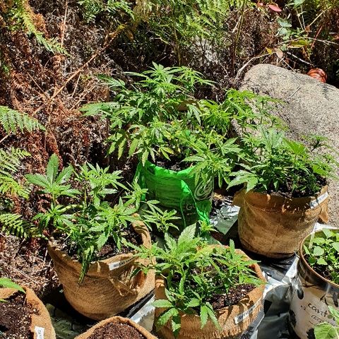Royal Gorilla Automatic #3 growlog timeline photo