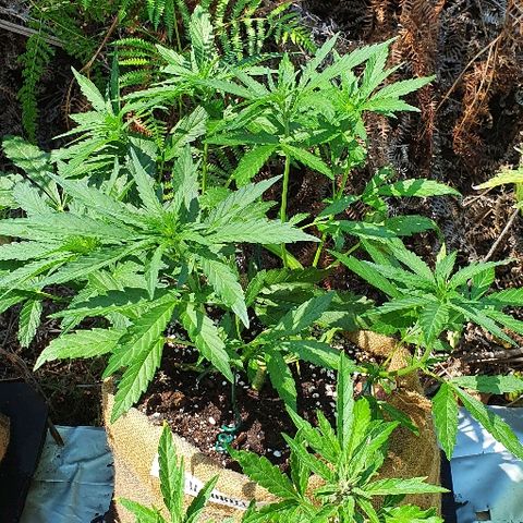 Royal Gorilla Automatic #3 growlog timeline photo