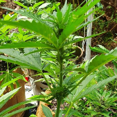 Royal Gorilla Automatic #3 growlog timeline photo