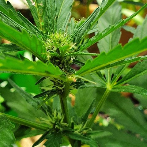 Royal Gorilla Automatic #3 growlog timeline photo