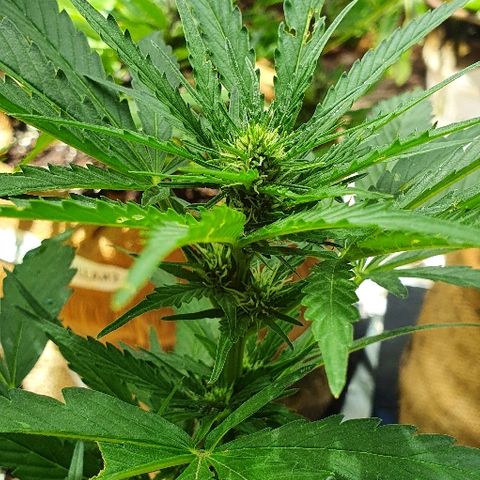 Royal Gorilla Automatic #3 growlog timeline photo