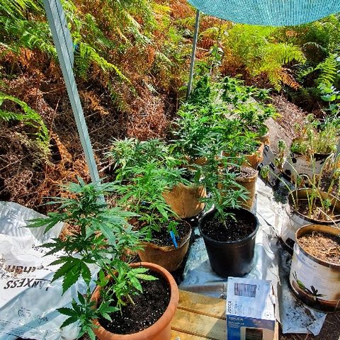Royal Gorilla Automatic #3 growlog timeline photo