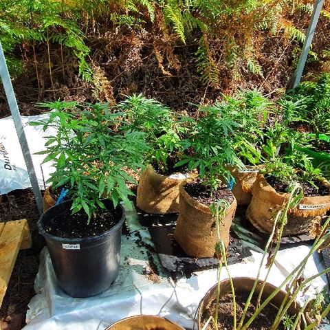 Royal Gorilla Automatic #3 growlog timeline photo