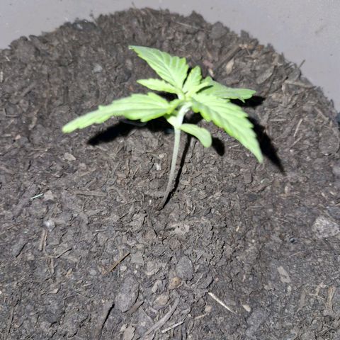 Bongzai growlog timeline photo