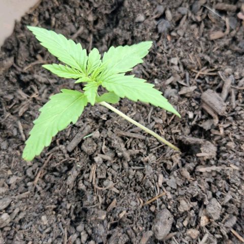 Bongzai growlog timeline photo