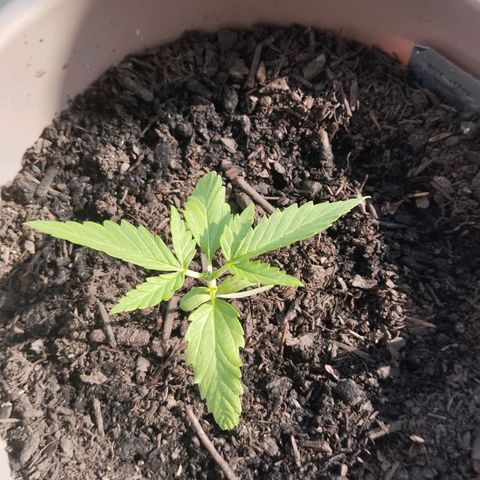 Bongzai growlog timeline photo