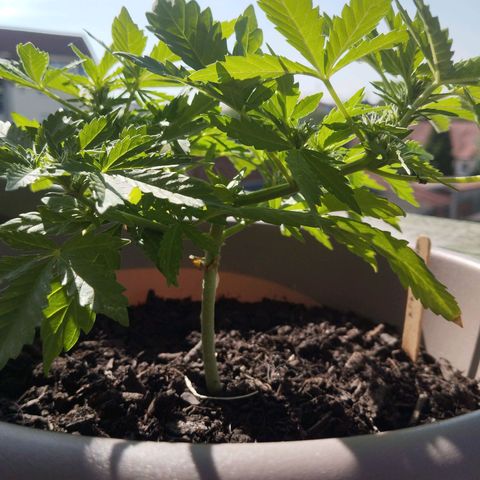 Bongzai growlog timeline photo