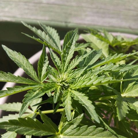 Bongzai growlog timeline photo