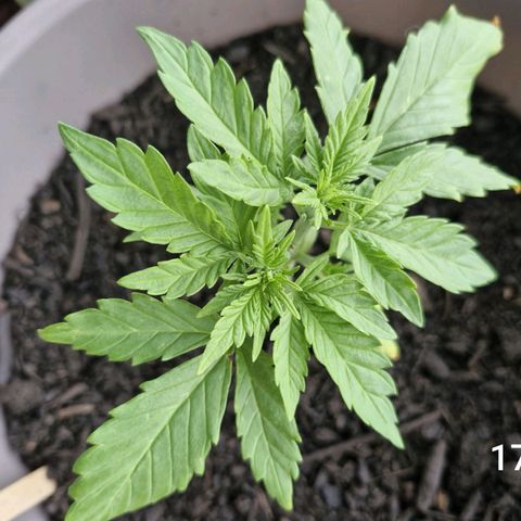 Bongzai growlog timeline photo