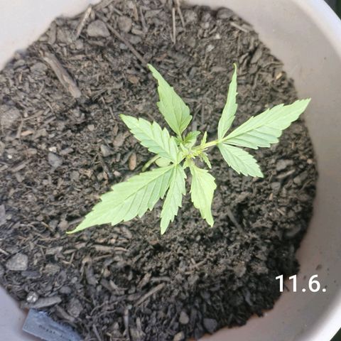 Bongzai growlog timeline photo