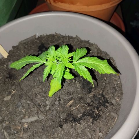 Bongzai growlog timeline photo
