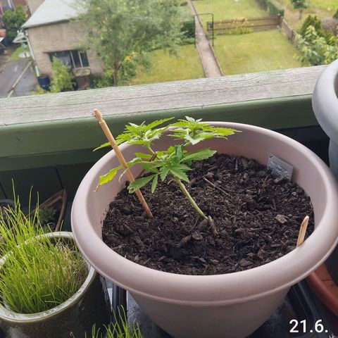 Bongzai growlog timeline photo