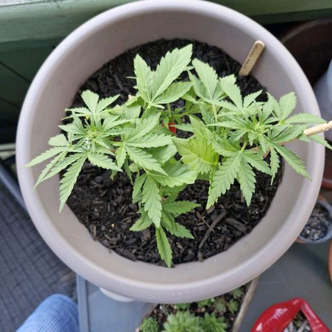Bongzai growlog timeline photo