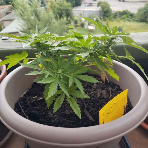 Bongzai growlog timeline photo