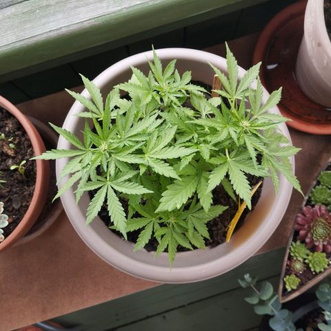 Bongzai growlog timeline photo