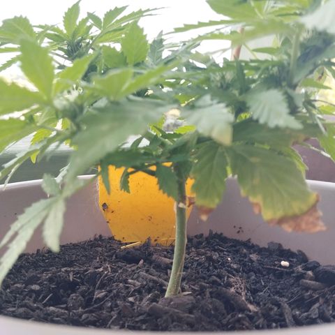 Bongzai growlog timeline photo
