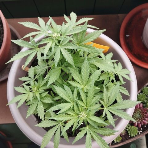 Bongzai growlog timeline photo