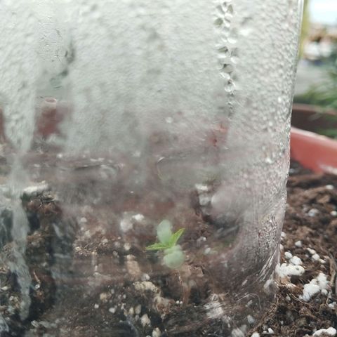Royal Creamatic growlog timeline photo