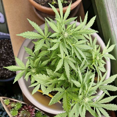 Bongzai growlog timeline photo