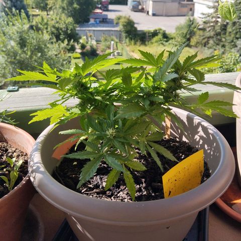 Bongzai growlog timeline photo
