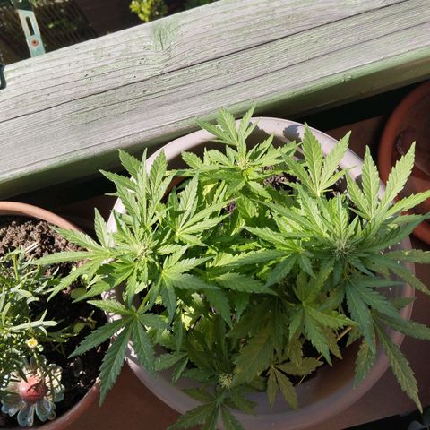 Bongzai growlog timeline photo