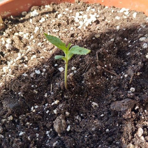 Royal Creamatic growlog timeline photo