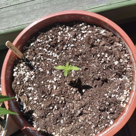 Royal Creamatic growlog timeline photo