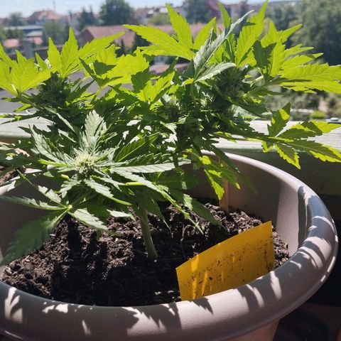 Bongzai growlog timeline photo
