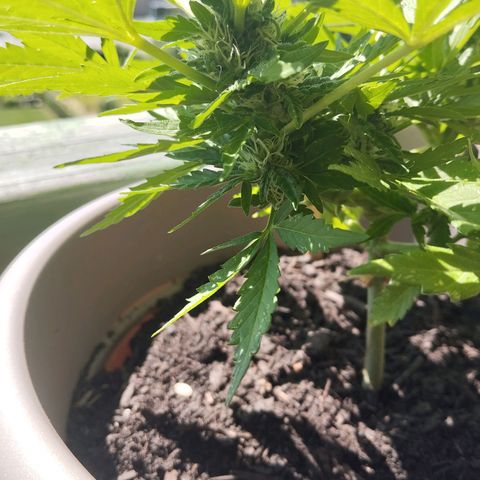 Bongzai growlog timeline photo