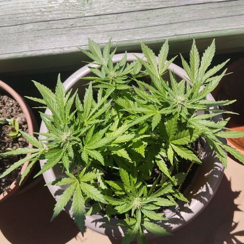Bongzai growlog timeline photo