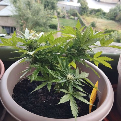 Bongzai growlog timeline photo