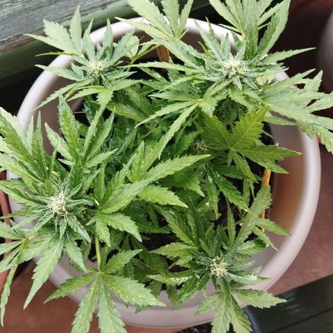 Bongzai growlog timeline photo