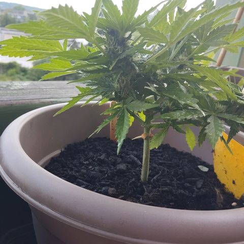 Bongzai growlog timeline photo