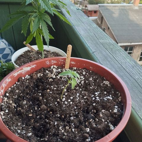 Royal Creamatic growlog timeline photo