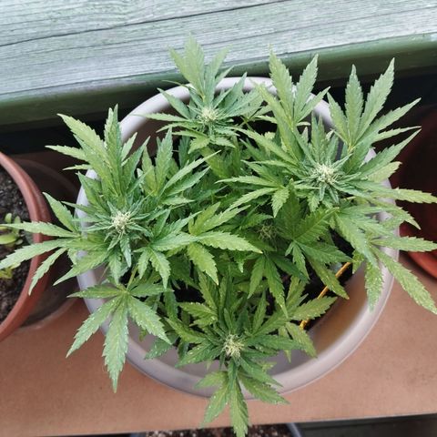 Bongzai growlog timeline photo