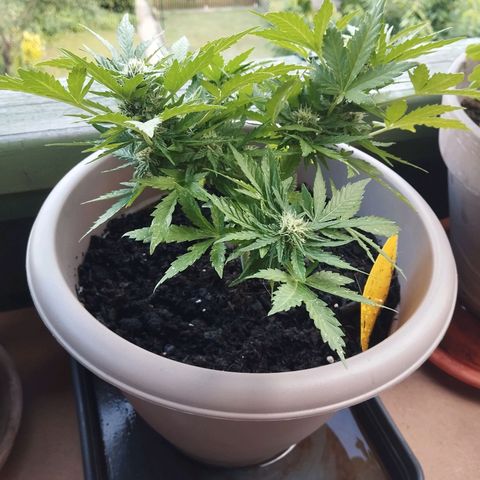 Bongzai growlog timeline photo