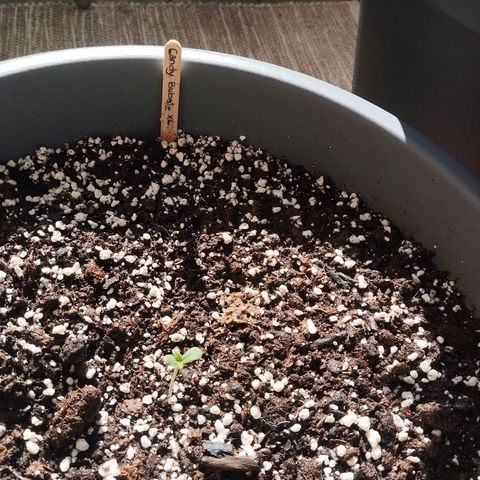 Auto Candy Bubatz XL growlog timeline photo