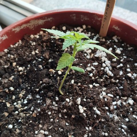 Royal Creamatic growlog timeline photo