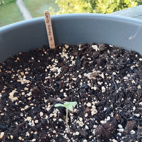 Auto Candy Bubatz XL growlog timeline photo