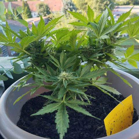 Bongzai growlog timeline photo
