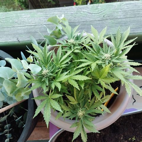 Bongzai growlog timeline photo