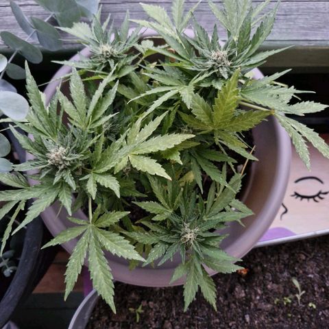 Bongzai growlog timeline photo