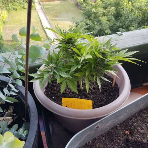 Bongzai growlog timeline photo