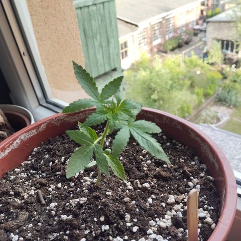 Royal Creamatic growlog timeline photo