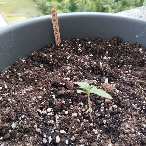 Auto Candy Bubatz XL growlog timeline photo