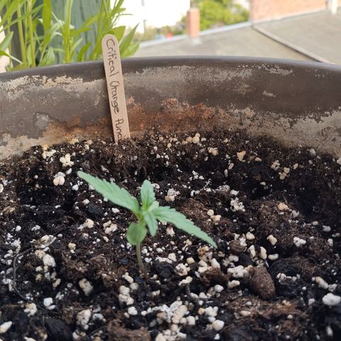 Auto Critical Orange Punch growlog timeline photo