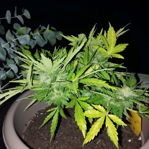 Bongzai growlog timeline photo