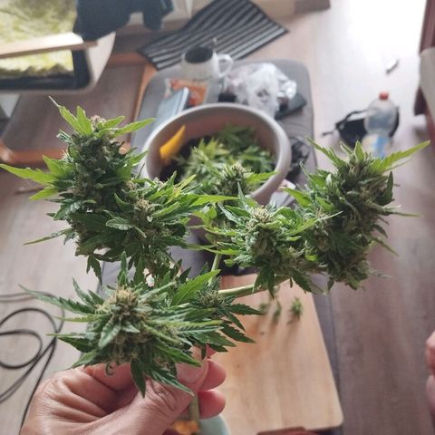 Bongzai growlog timeline photo