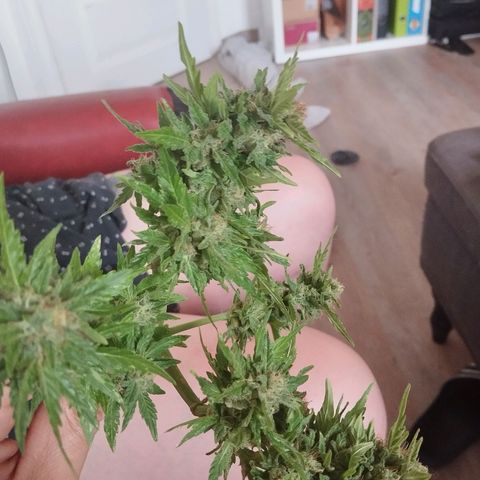 Bongzai growlog timeline photo